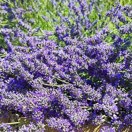 Apartamento Wine & Olive Oil Mofardin *