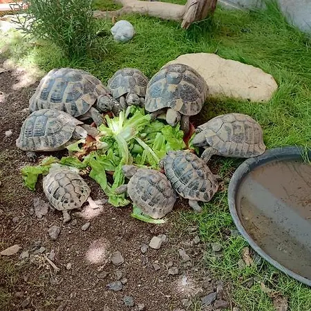 Apartment Wine & Olive Oil Mofardin