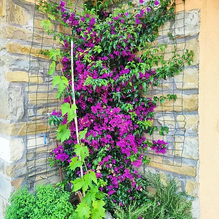 Apartmán Wine & Olive Oil Mofardin *