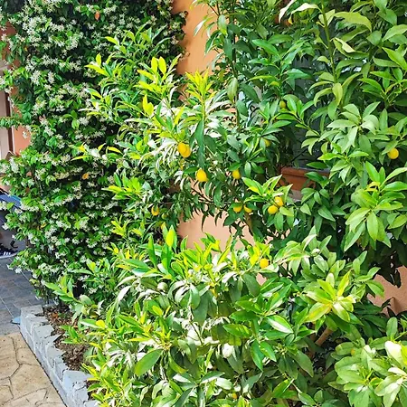 Wine & Olive Oil Mofardin Apartment