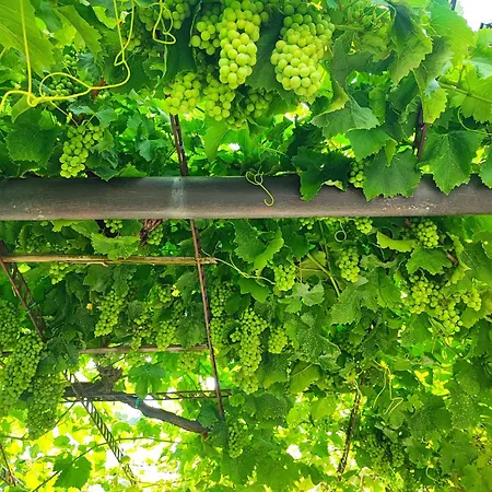 Wine & Olive Oil Mofardin