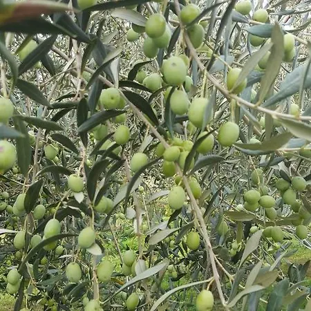 Appartement Wine & Olive Oil Mofardin *