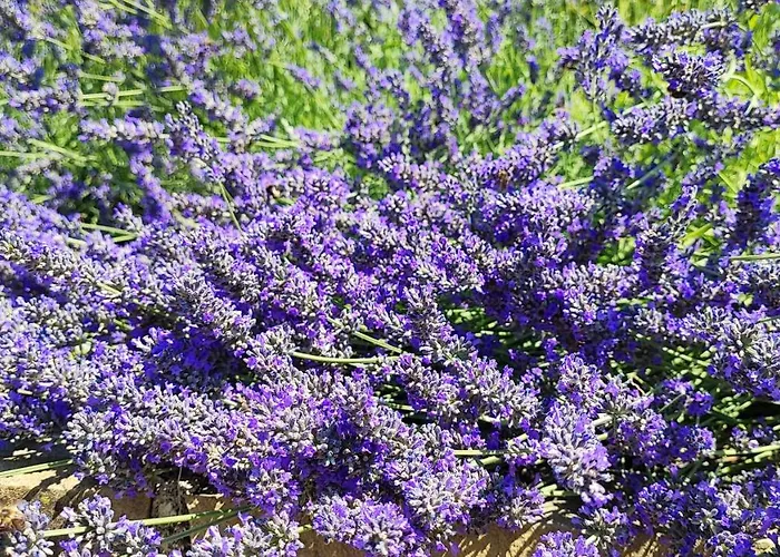 Lejlighed Wine & Olive Oil Mofardin *