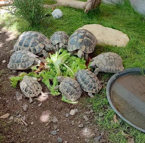 Lejlighed Wine & Olive Oil Mofardin