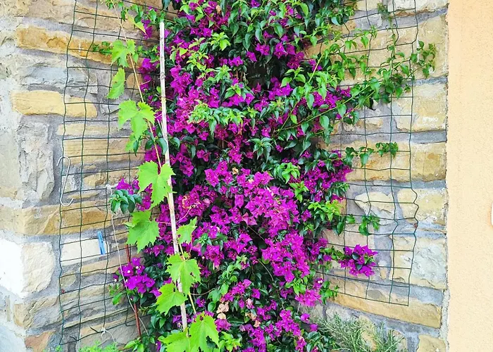 Lejlighed Wine & Olive Oil Mofardin *