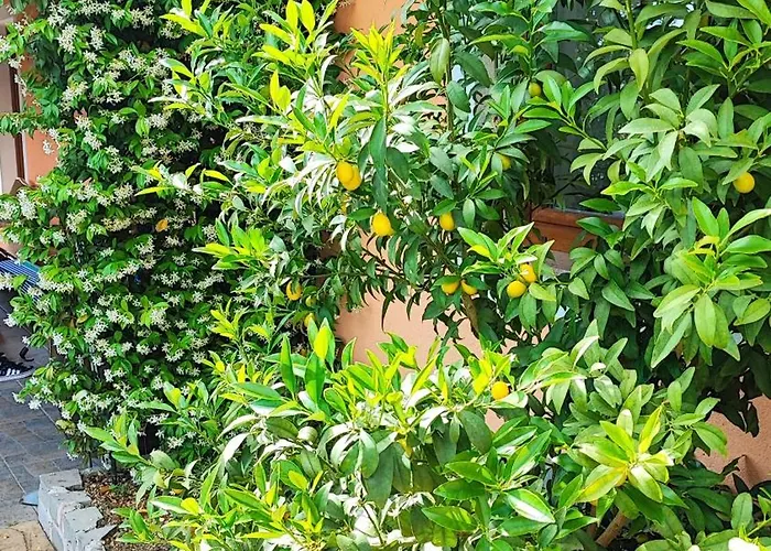 Wine & Olive Oil Mofardin Lejlighed