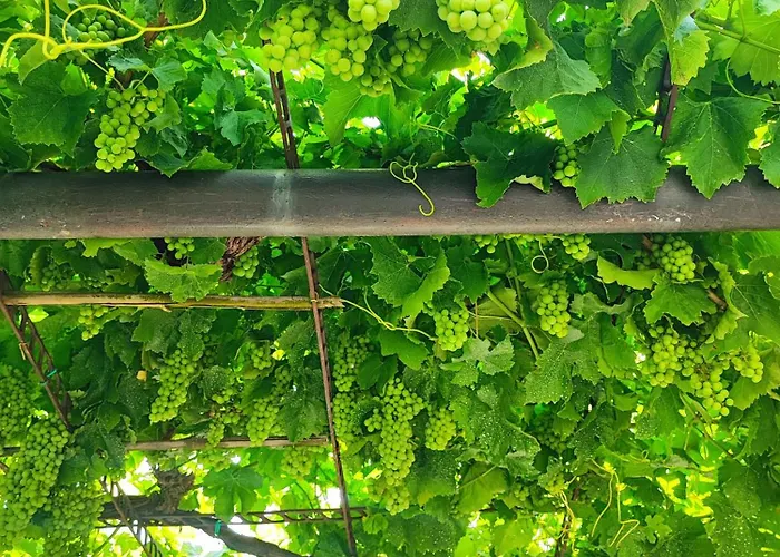 Wine & Olive Oil Mofardin