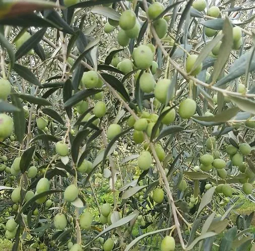 Lejlighed Wine & Olive Oil Mofardin *